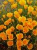 California Poppy Stock Photography: Flowers; Yellow Poppies