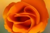 California Poppy Stock Photography: California Orange Poppy Flower