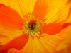 California Poppy Stock Photography: Orange Poppy Close-Up