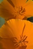 California Poppy Stock Photography: California Poppy