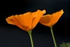 California Poppy Stock Photography: Two California Poppies Against a Dark Background
