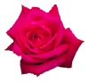 fushia rose white background